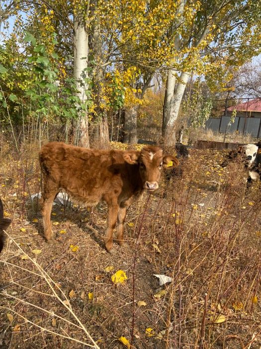 продам бычков….в
