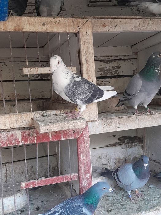 Porumbei galateni de joc și voiajori