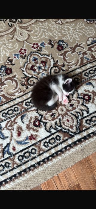 Отдам в доьрые руки котенка