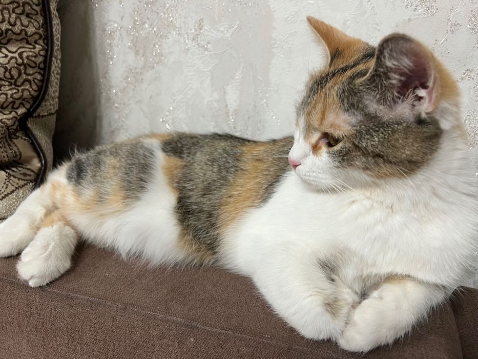 Кошечка ласковая