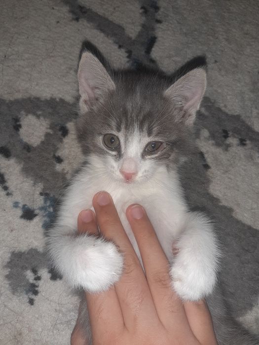 Котята без пароды