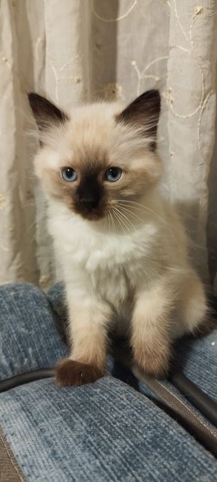 Котенца Регдол търсят своите любящи стопани.