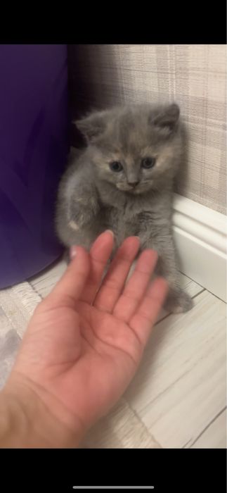 Продам котенка,шотландец