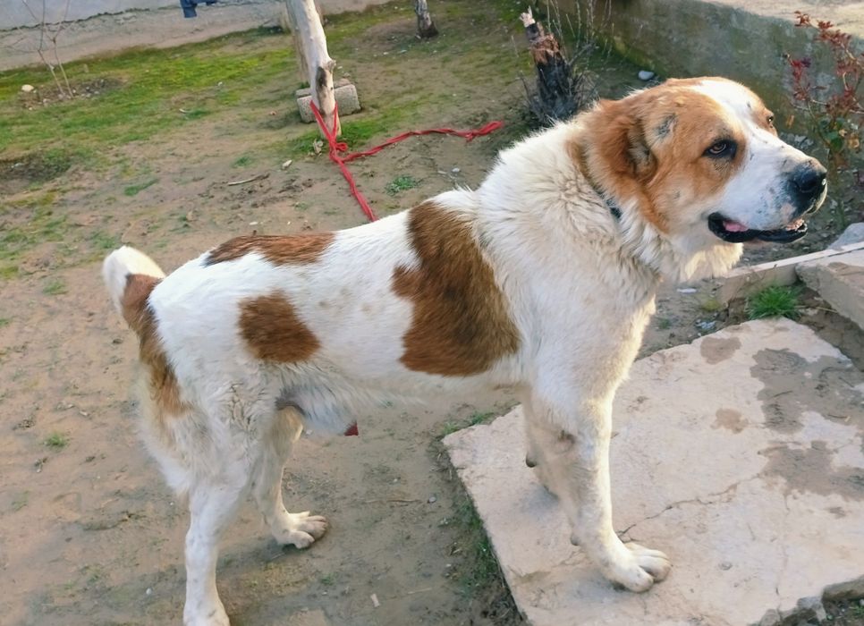 Продается  кипич