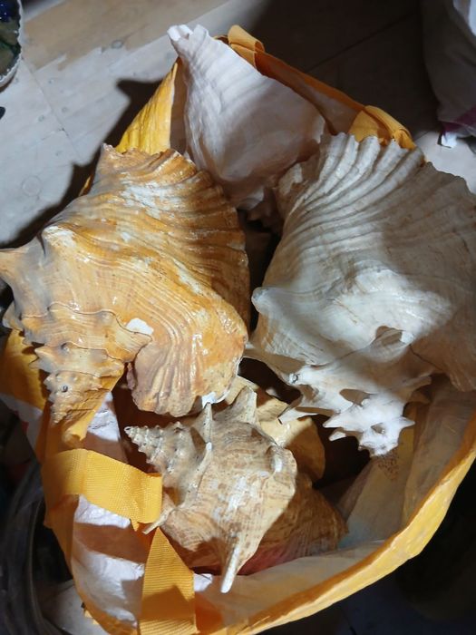 Ракушкалар кичкиналари ва катталари хам