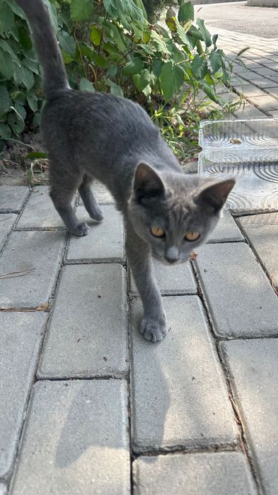 Котенок красивый