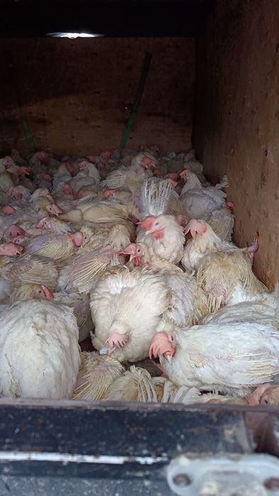 Продам курей несушек 1300