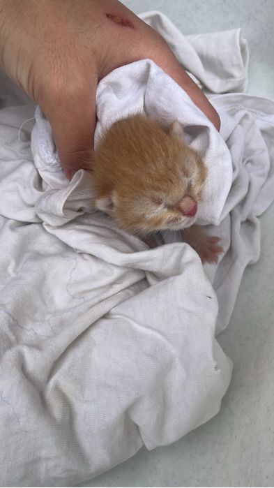Отдам котенка бесплатно