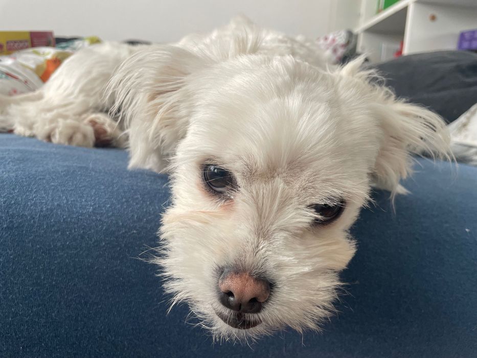 Donez bichon 1 an