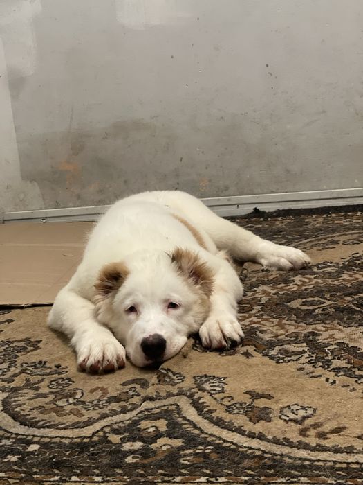 Свободна 1 девочка супертяж