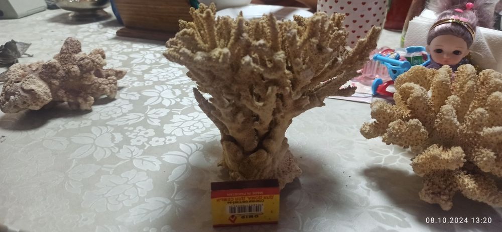 Продам морские кораллы