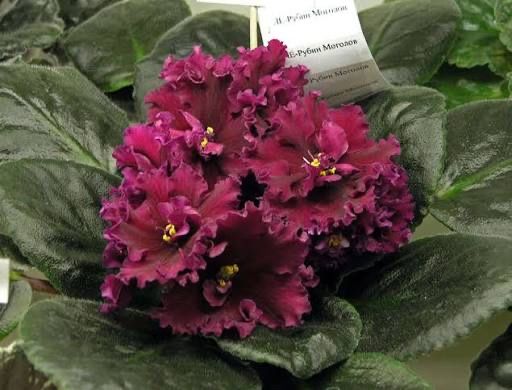 Фиалки сортовые стартеры