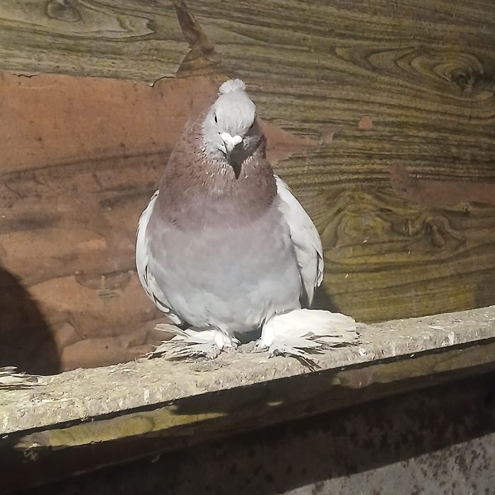 Прадам галубеи .