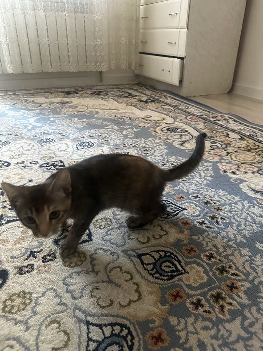 Отдам котенка в добрые руки