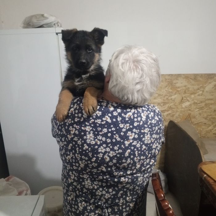Продаются щенки немецкой овчарки
