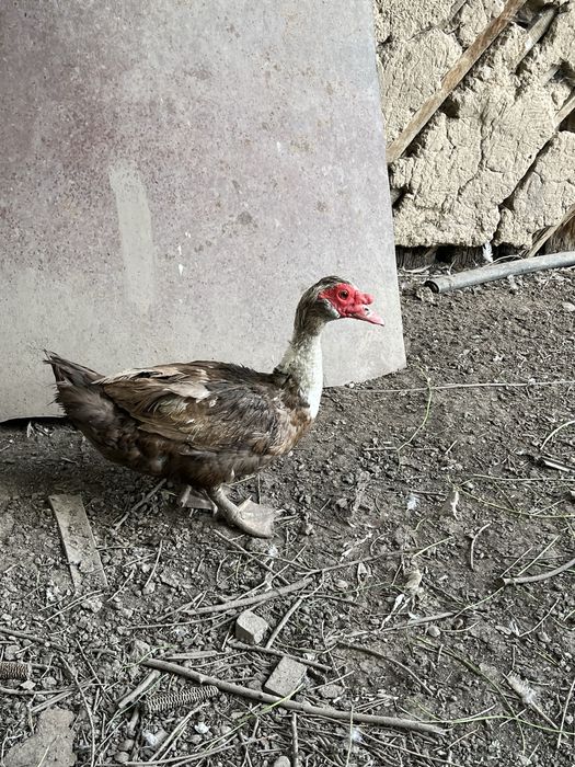 Продам индо уток селезень цыпленок