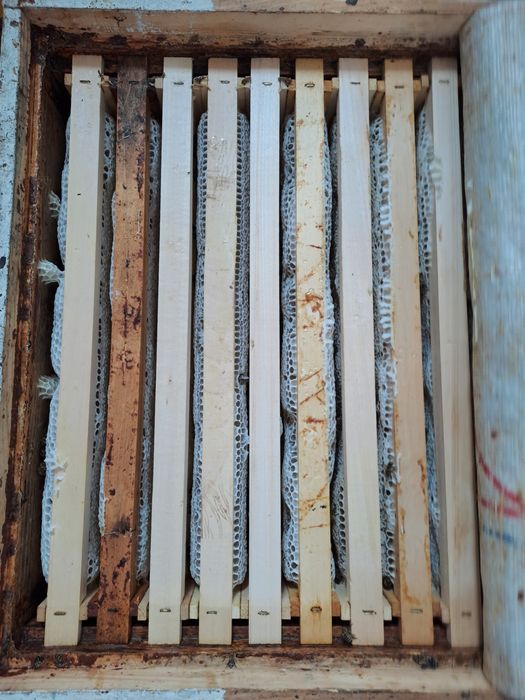 Vand miere de poliflora si salcam