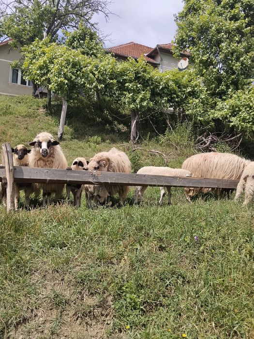 Vand oi breze tinere