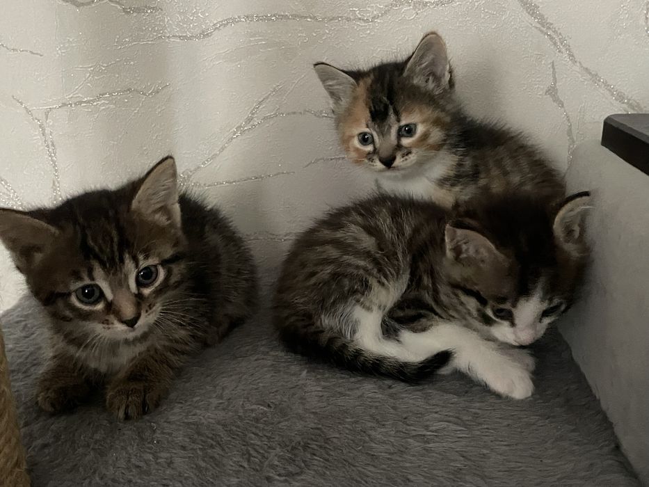 Отдам котят в хорошие руки