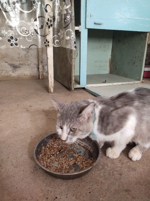 Котята в хорошие руки