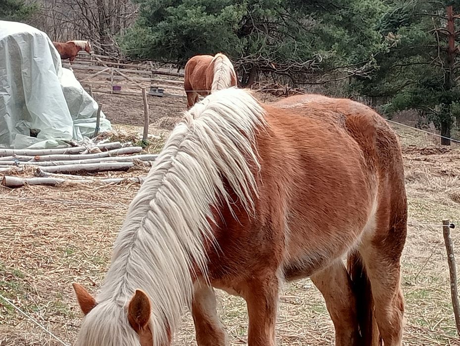 Vând Mânza de 3 ani!! S-au schimb cu oii