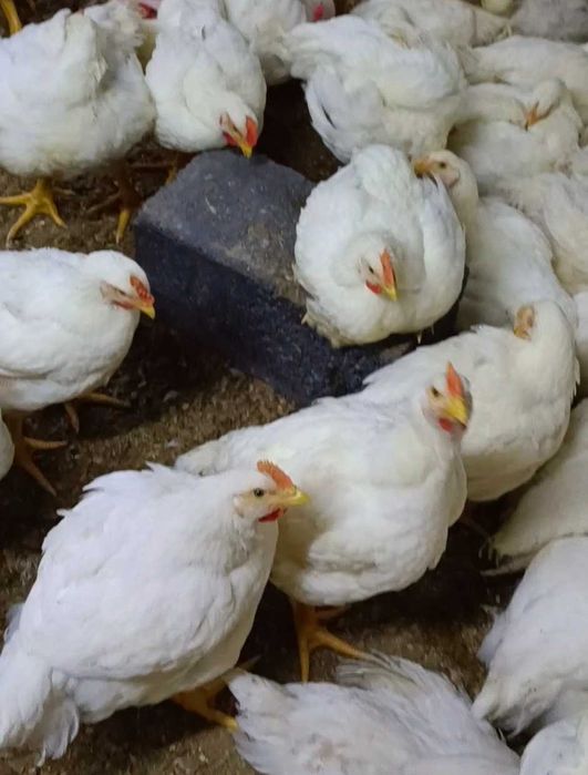 Куры бройлера от 50+ суток