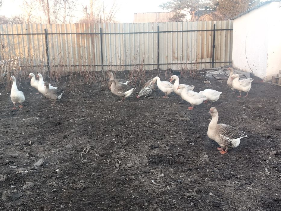 Продам гусинные яйца