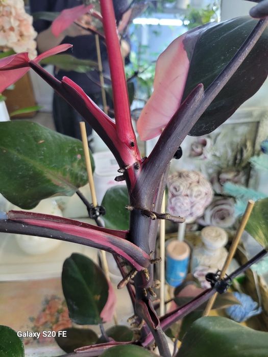 Филодендрон Pink Prinсesss