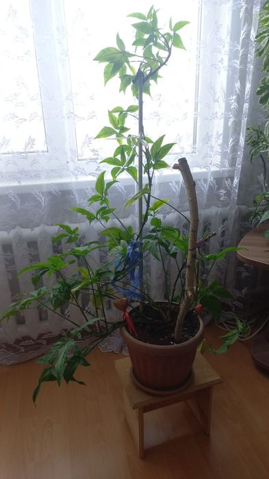 Продам комнатные цветы