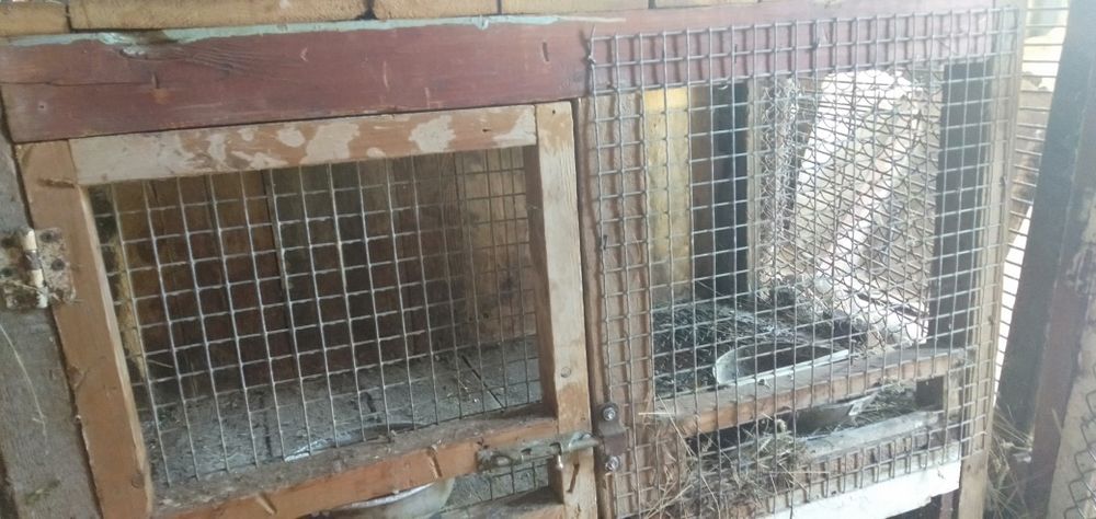 Клетки для кроликов