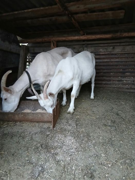 Vând capră și iediță  sannen