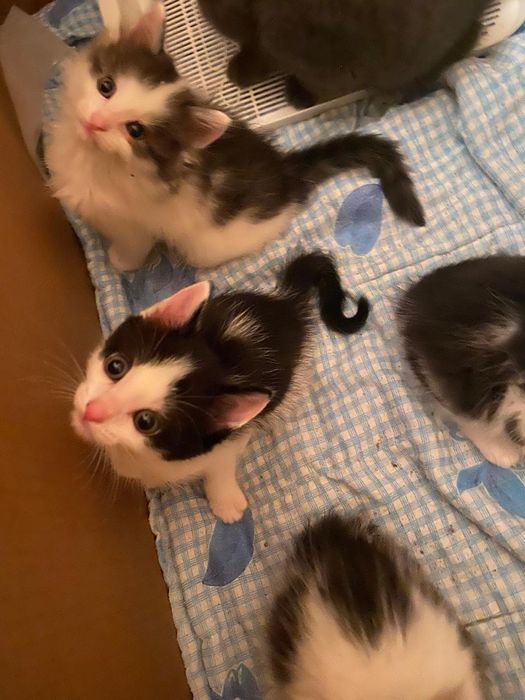 Котята в добрые руки, бесплатно