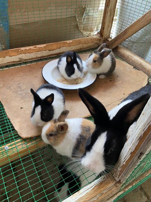 Golland panda Golland yapon zotiga mansub quyonlar sotiladi yeb ichish