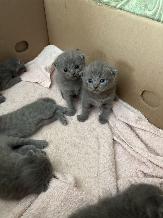 Кошка scotishstrayt серебристый