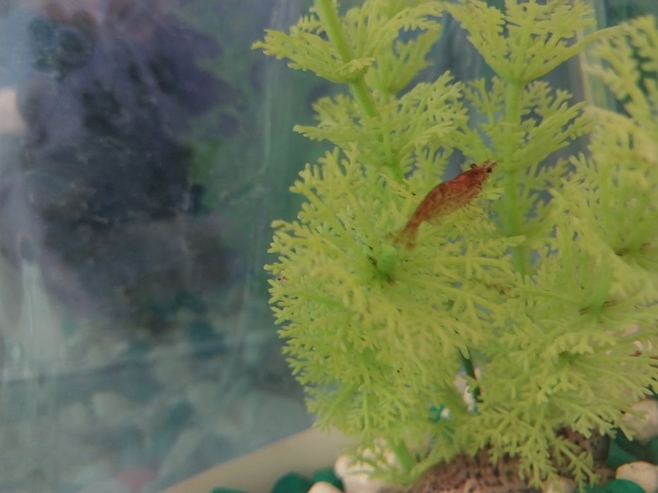 Креветки для аквариума