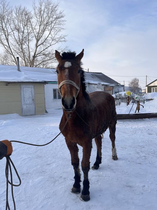 Тяж Кунан продам
