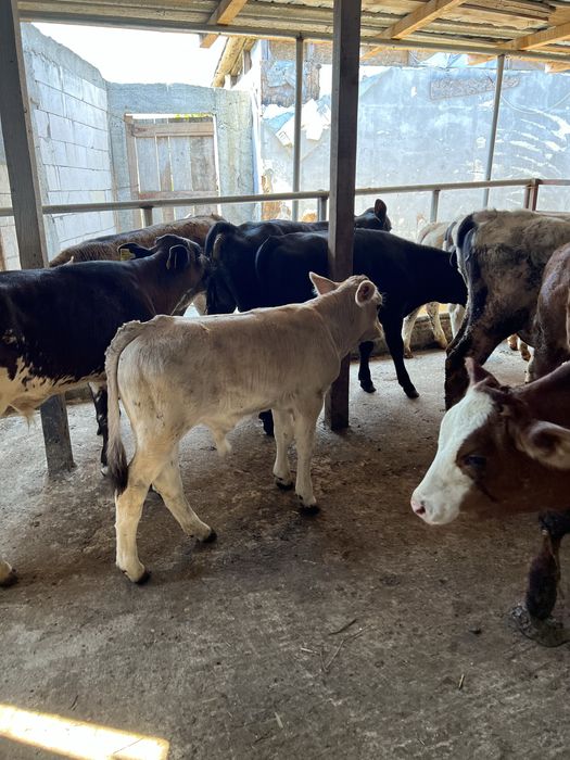 Vând viței  11 tăurași  si 3 femele  de rasa pura