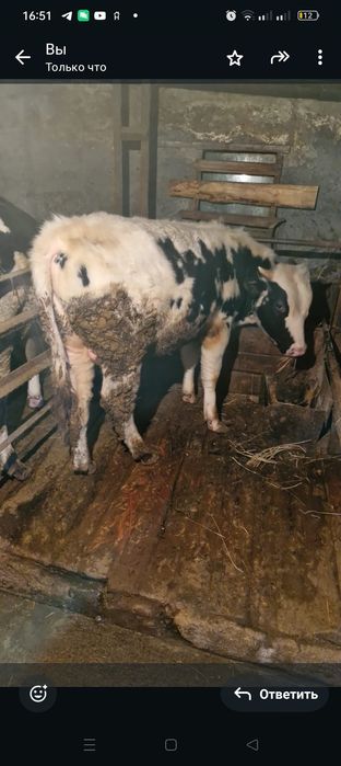 Продам породистых бычков.