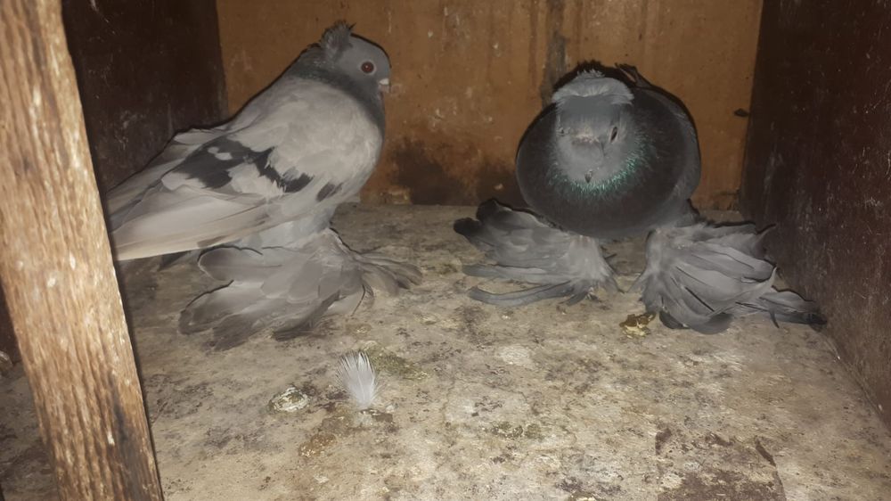 Продам 2 пары голубей