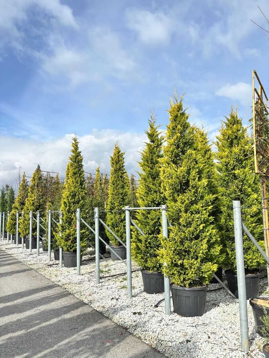 Plante Ornamentale pentru Amenajări Verzi