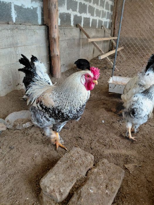 Қораздар Брамма. ЛЕГОРН АДЛЛЕР