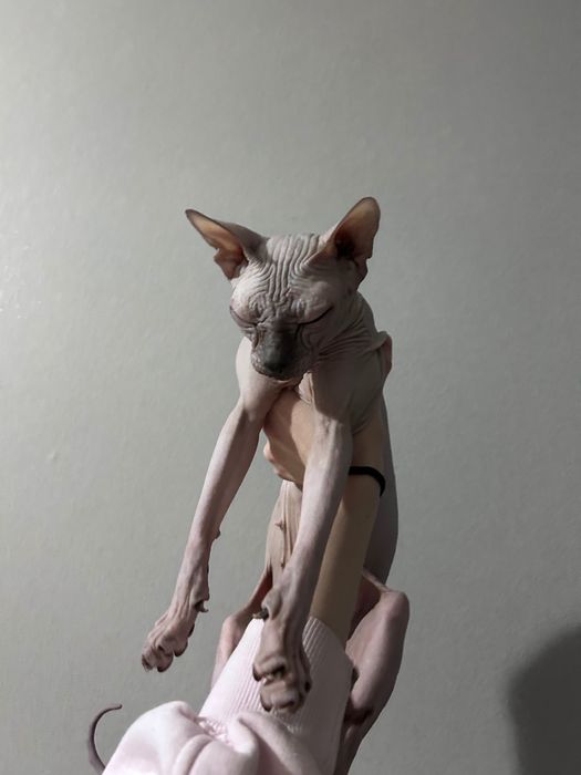 Кошка сфинкс лысая зеленоглазая