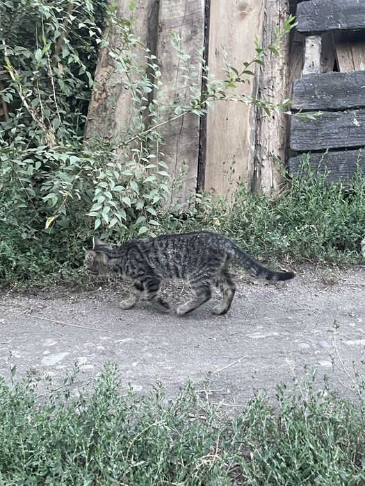 Отлам котят в добрые руки