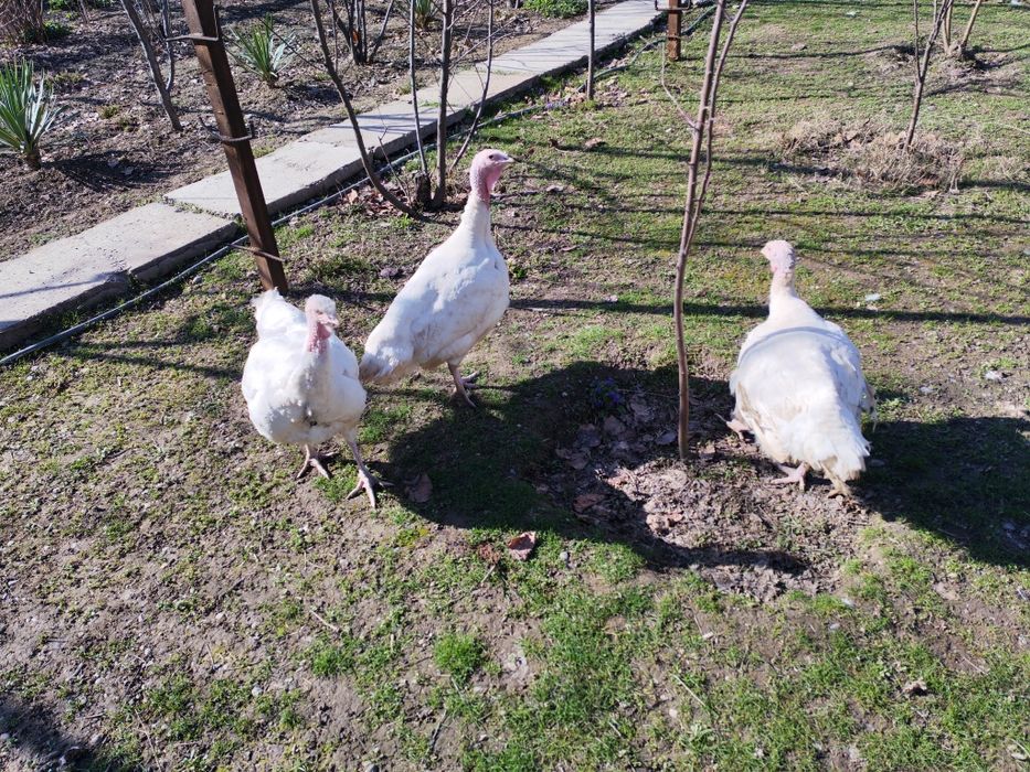 Курка Биг 6 , Индюк