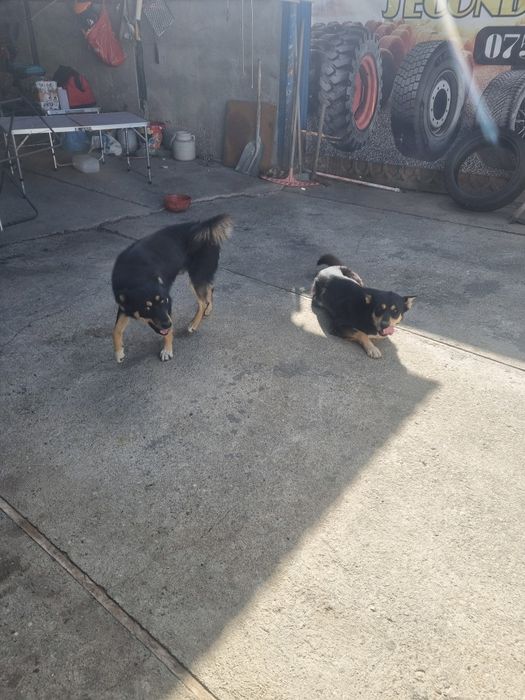 Urgent ofer spre adopție