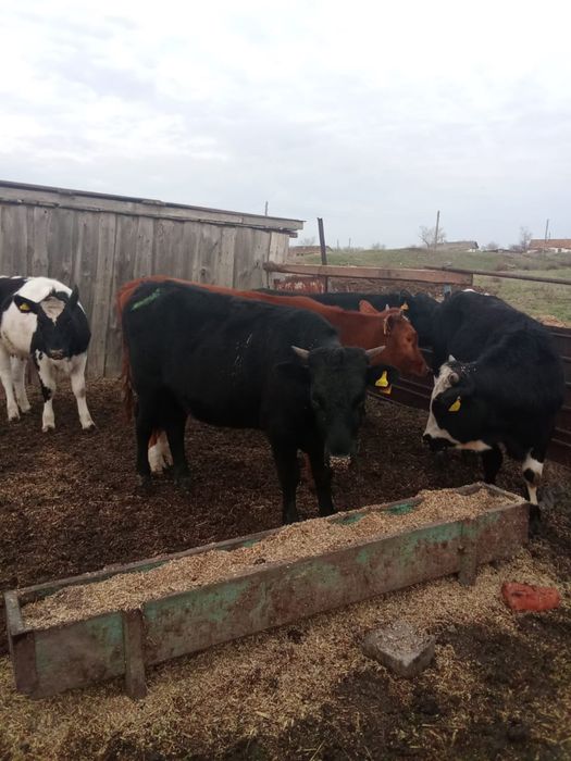 Продам быки,телки