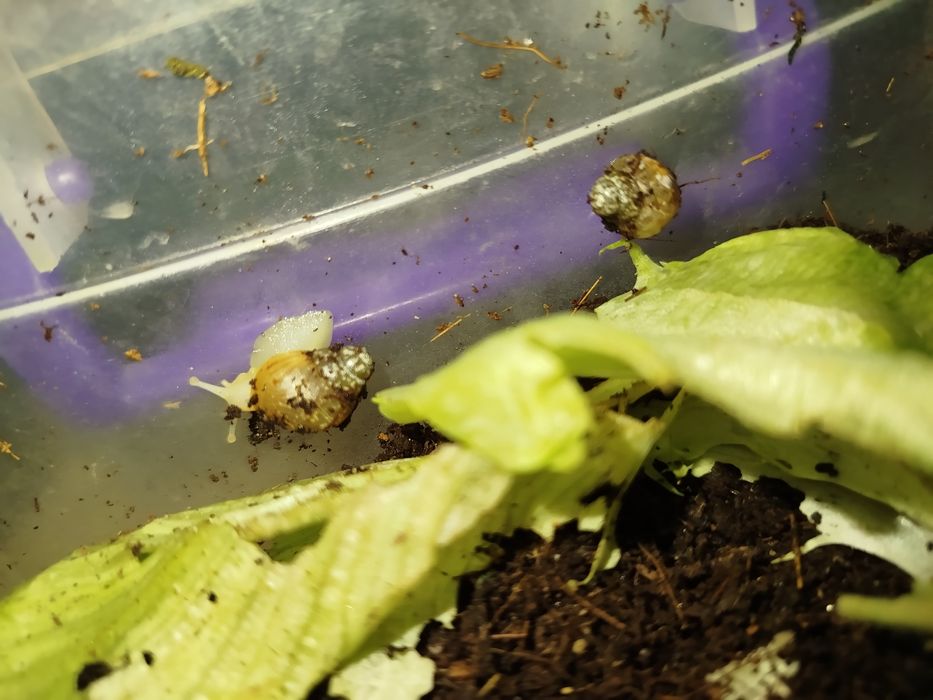 Ulitka (shilliqurt) 120 dona Tabiy yuz yoshartiruvchi