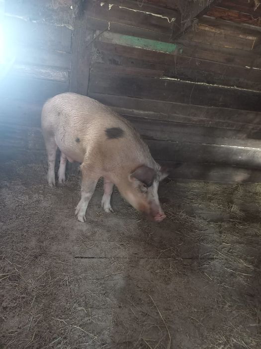 Продам кабана хороший