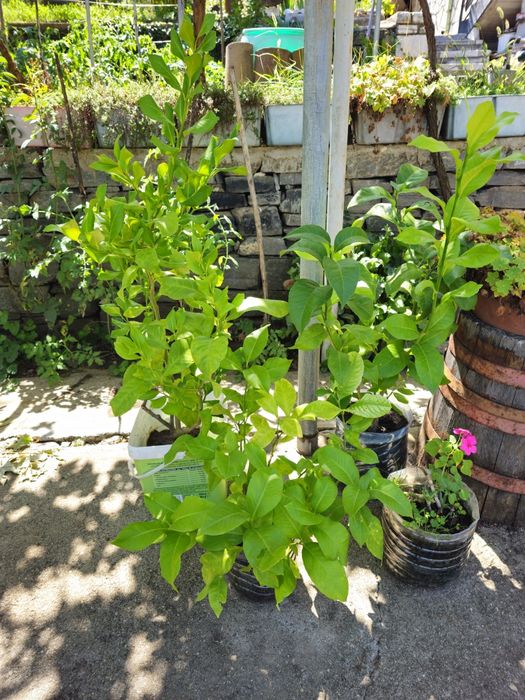 Лимоново дръвче плододаващо - различни размери