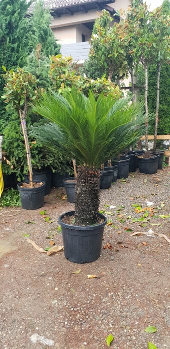 Palmieri cycas mai multe dimensiuni